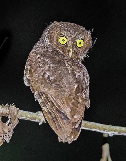 Owl